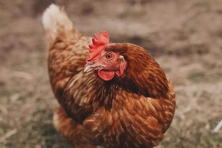 Lohmann Brown Chicken