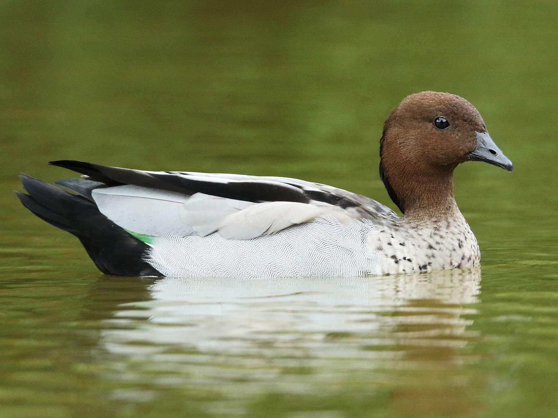 Ducks
