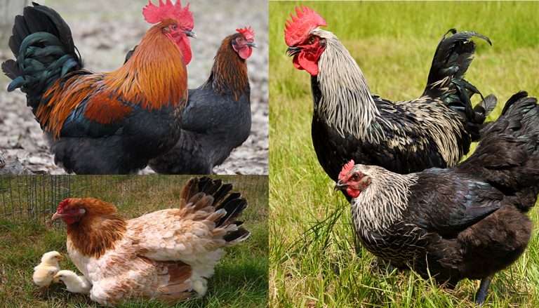 Marans Chicken