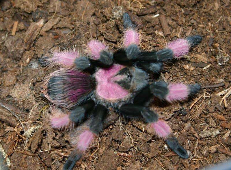 Mexican Pink Tarantula