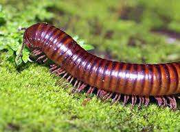 Millipedes