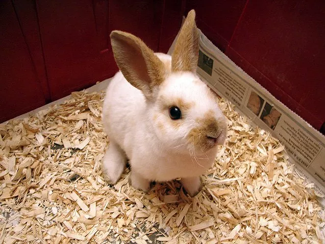 Mini Rex Rabbit