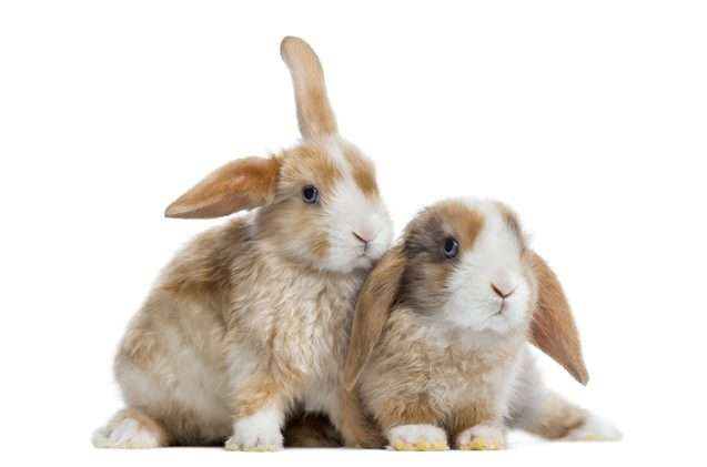 Mini Satin Rabbit
