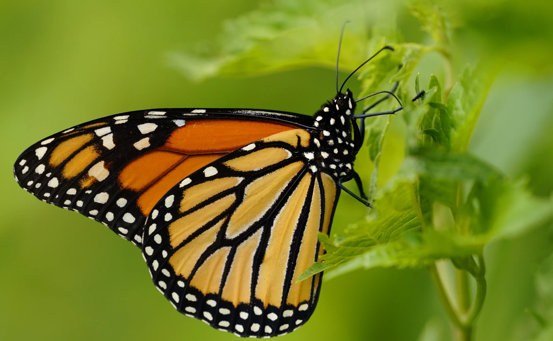 Monarch Butterfly