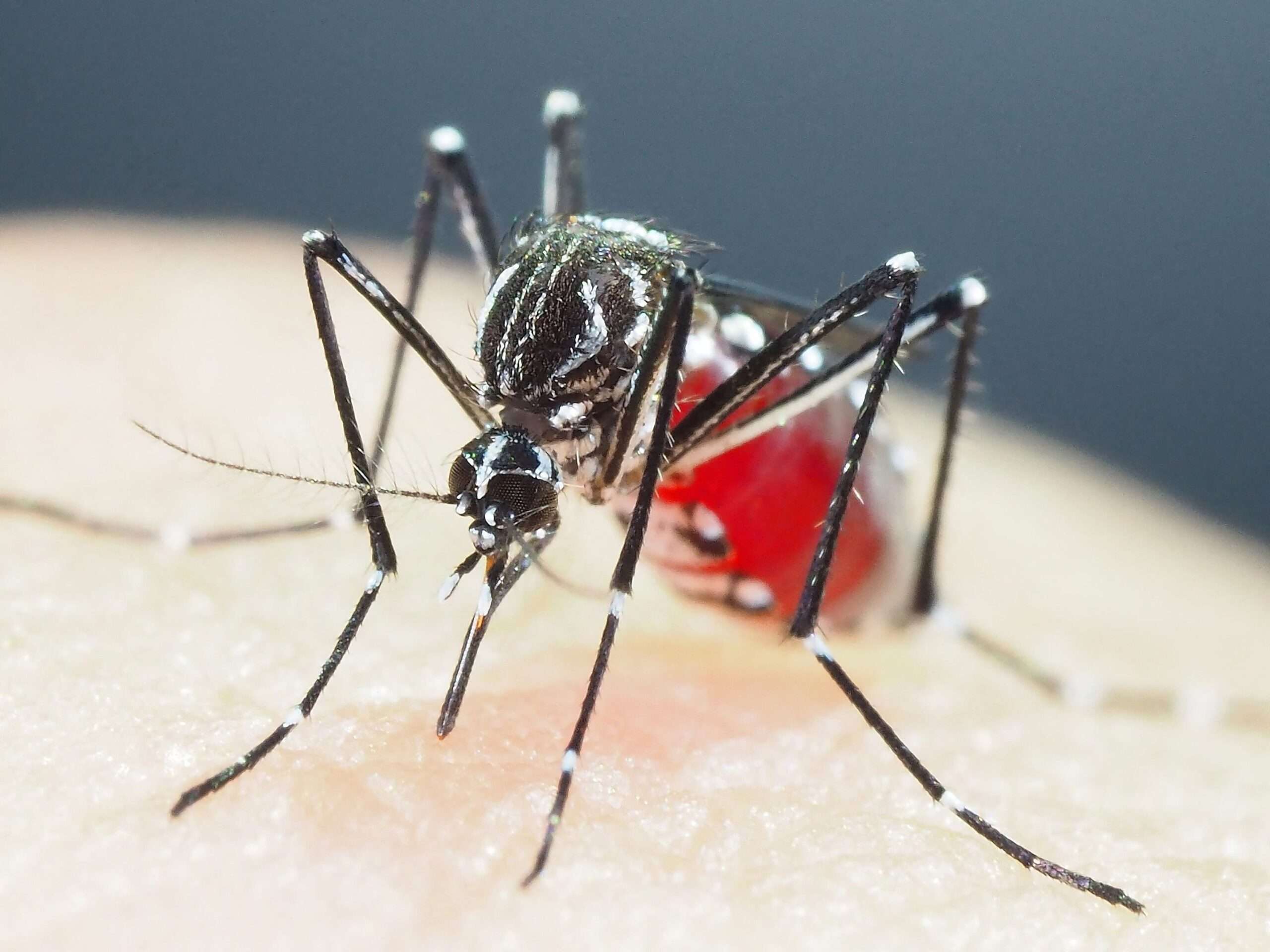 Mosquitoes