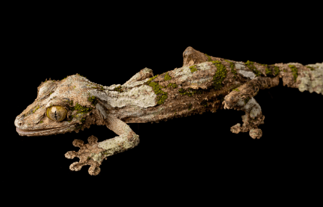 Mossy Leaf-Tailed Gecko