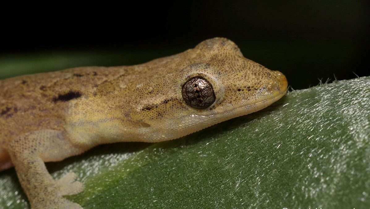 Mourning Gecko