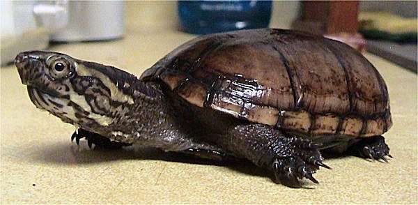 Mud Turtle