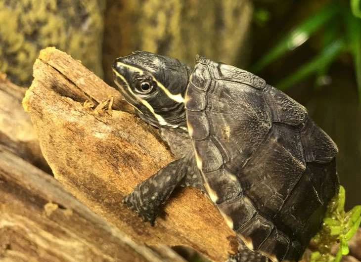 Musk Turtle