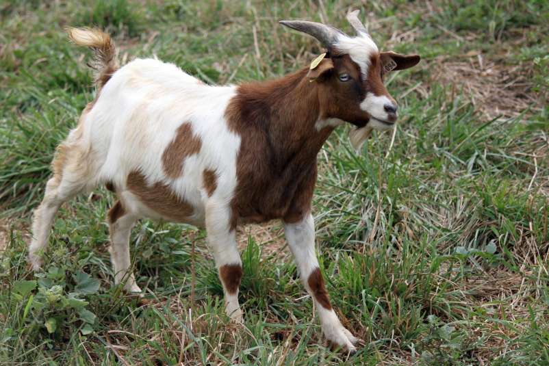 Myotonic Goat