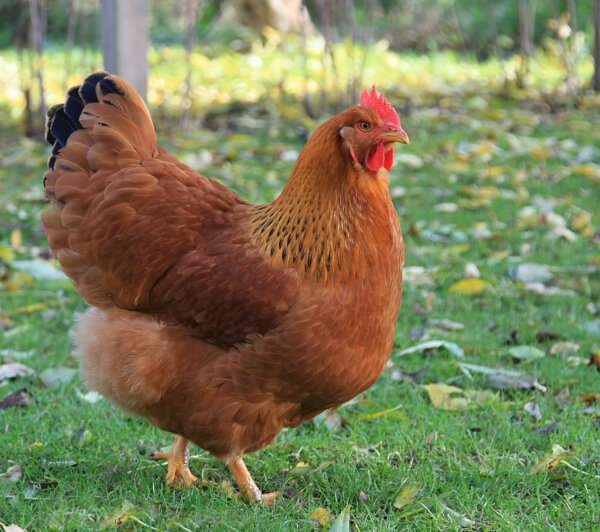 New Hampshire Red Chicken