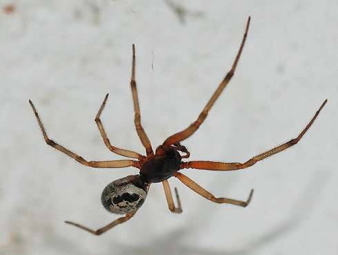 Noble False Widow