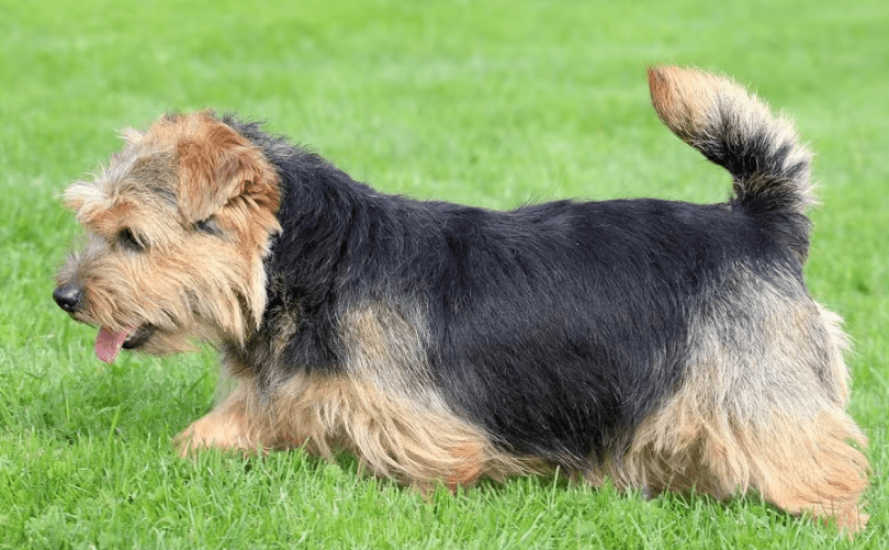 Norfolk Terrier