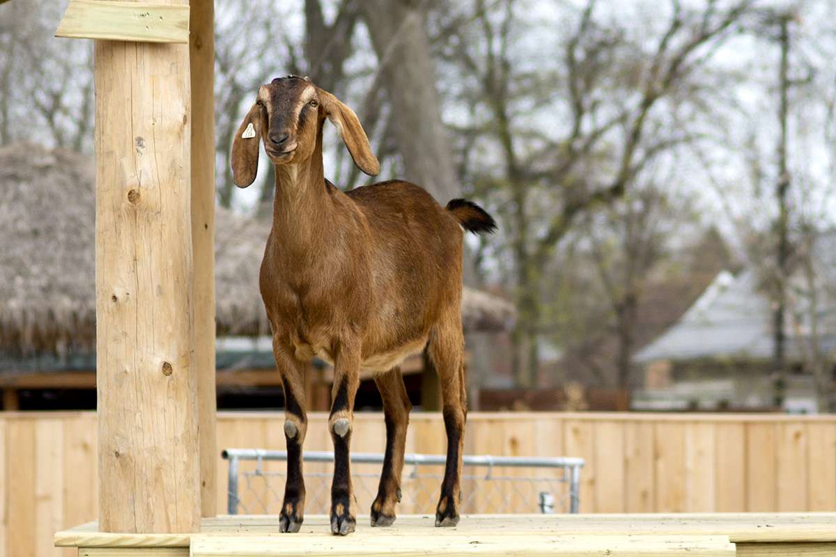 Nubian Goat