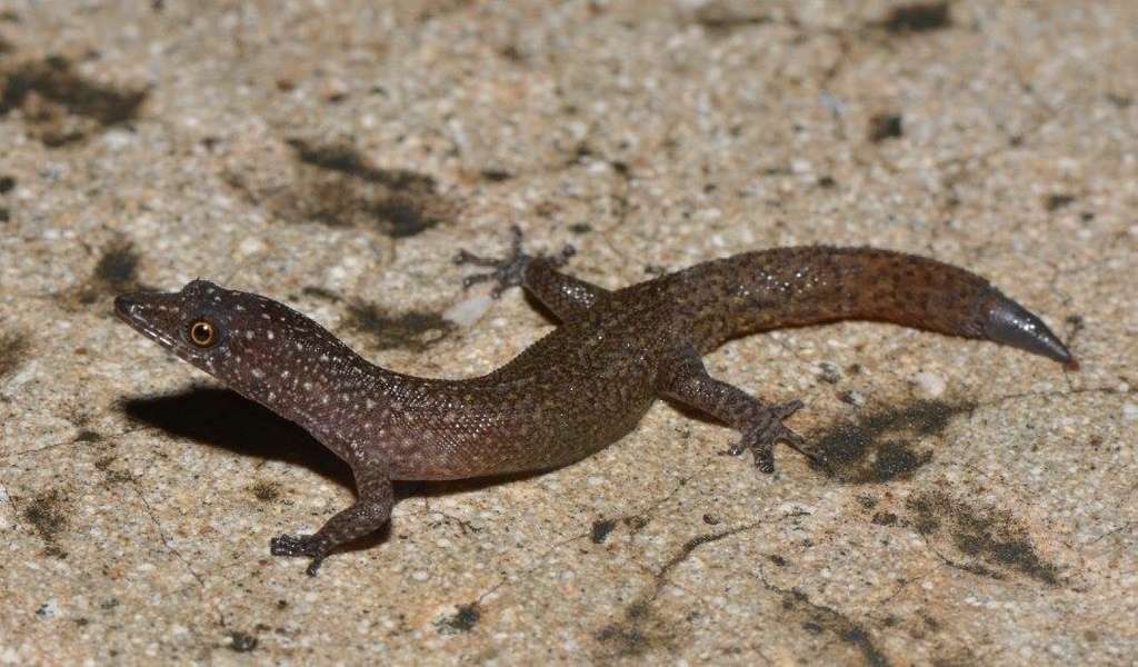 Ocellated Gecko