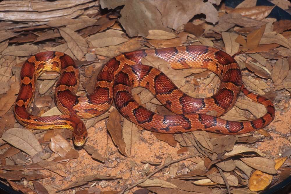 Okeetee Corn Snake