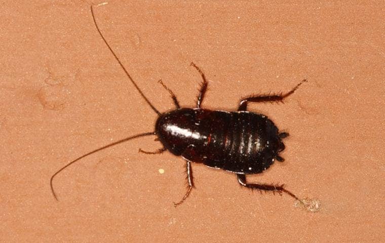 Oriental Cockroach