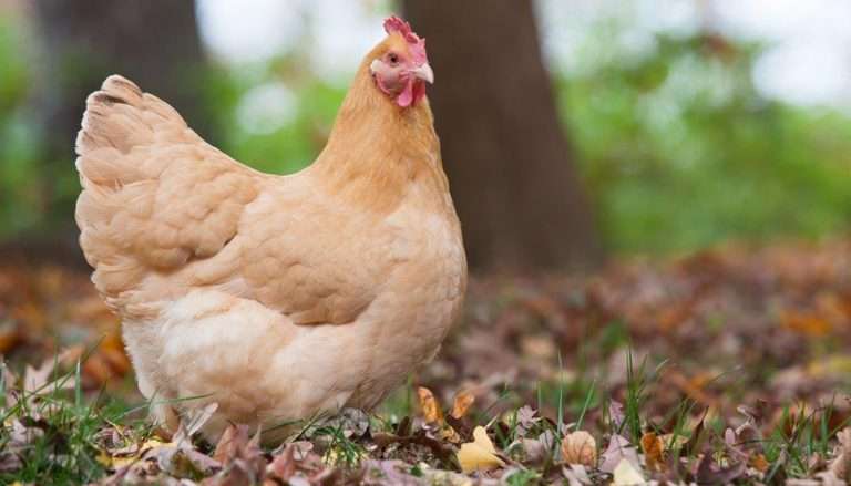 Orpington Chicken