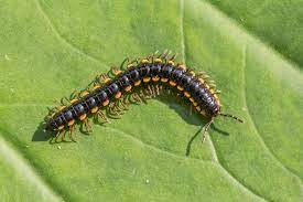 Orthomorpha coarctata