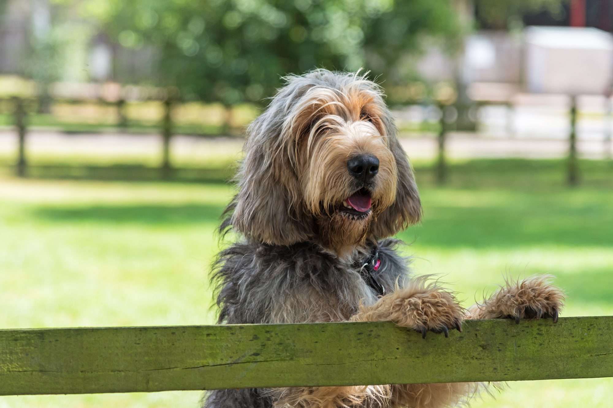 Otterhound