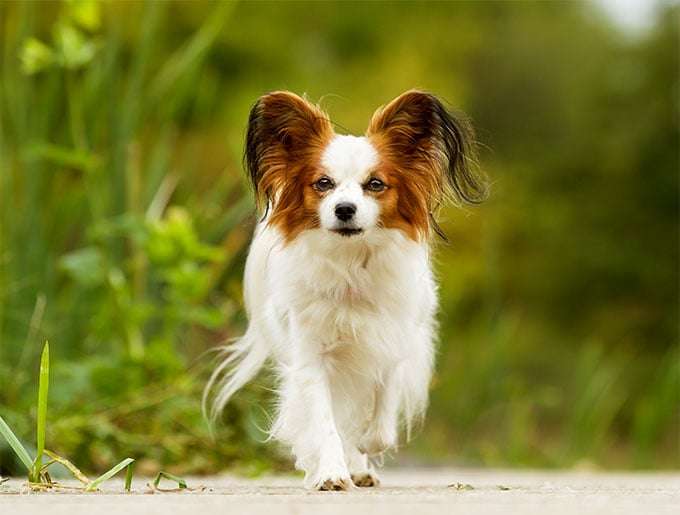 Papillon