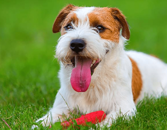 Parson Russell Terrier