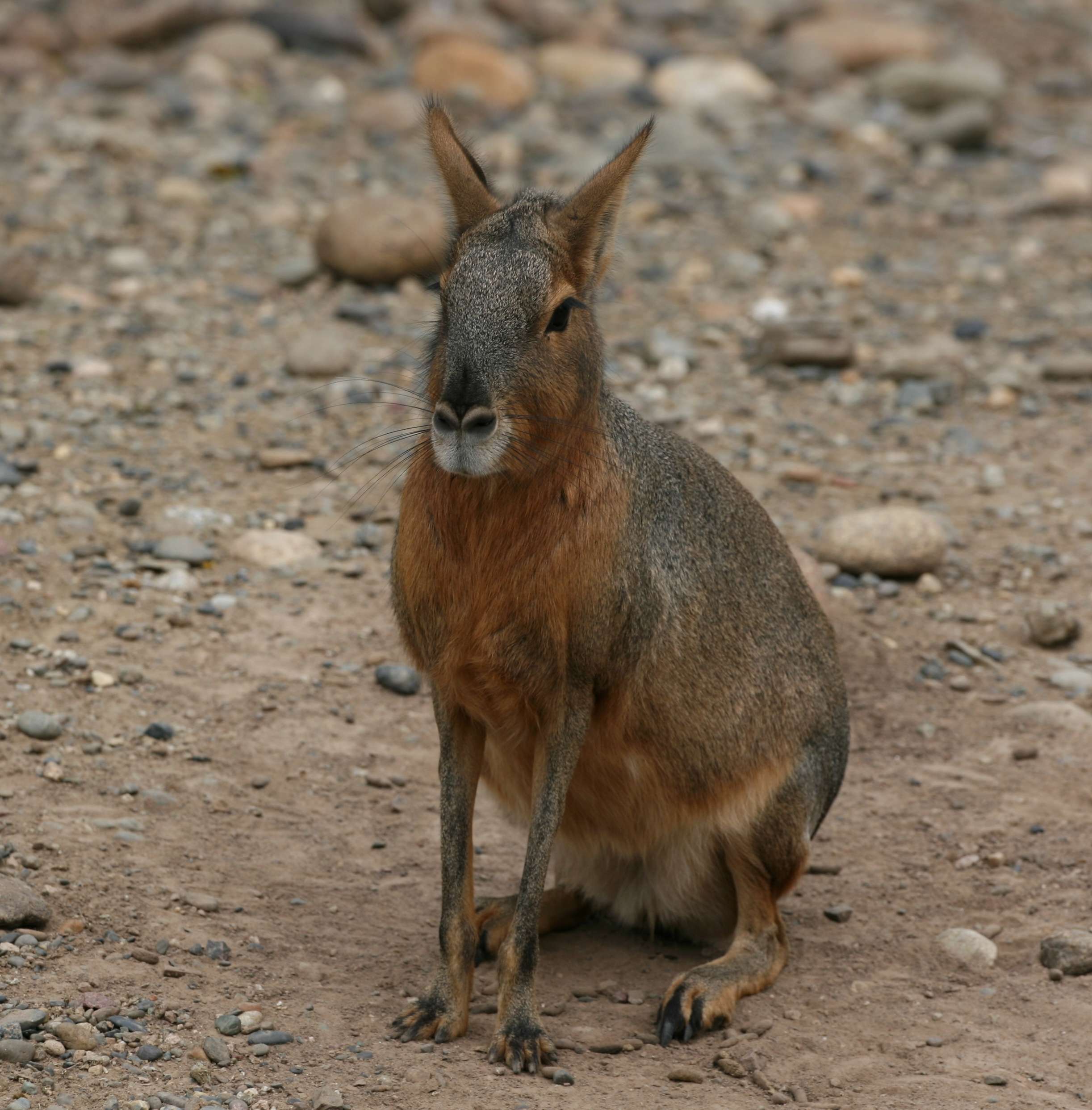 Patagonian Cavy (Mara)