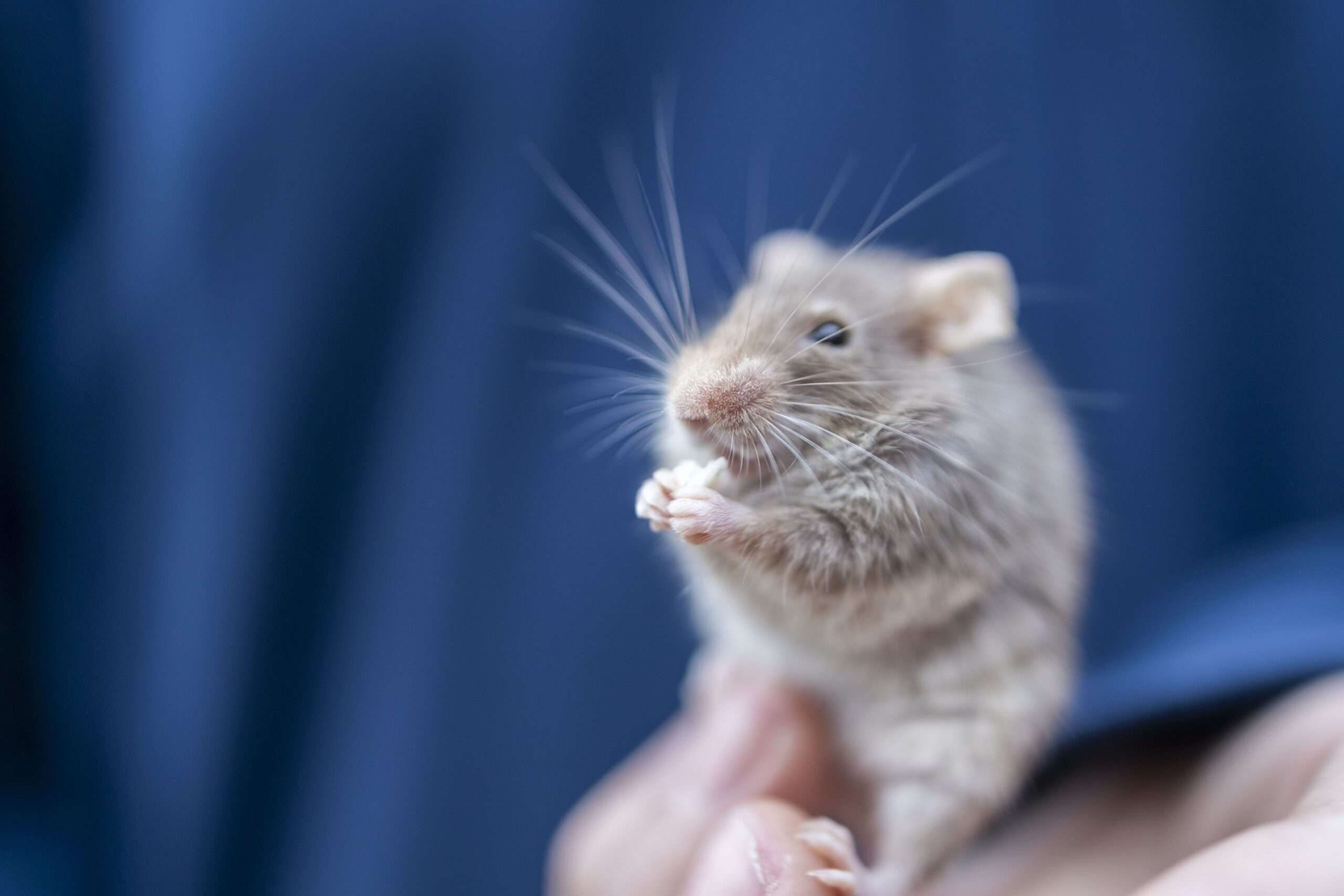 Mouse