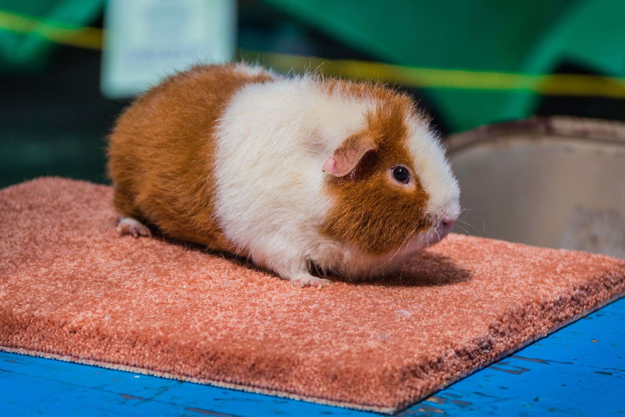 Teddy Guinea Pig