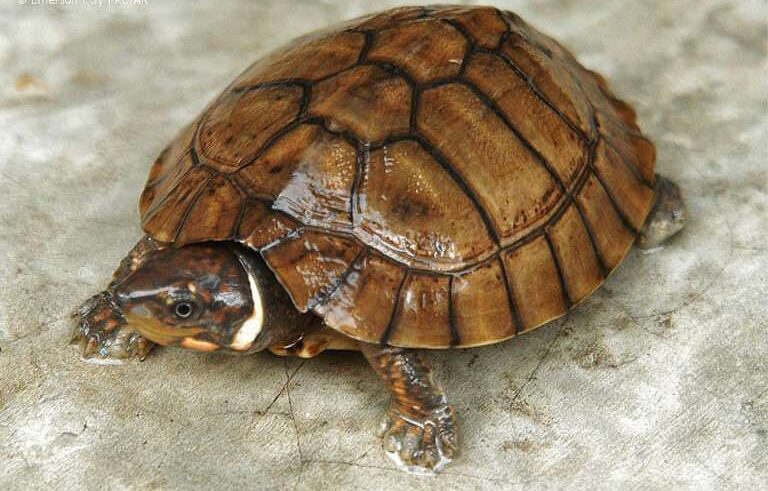 Philippine Forest Turtle