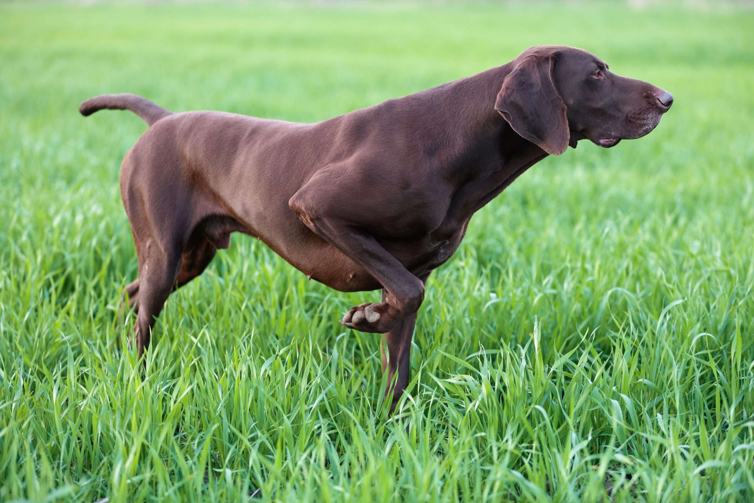Pointer