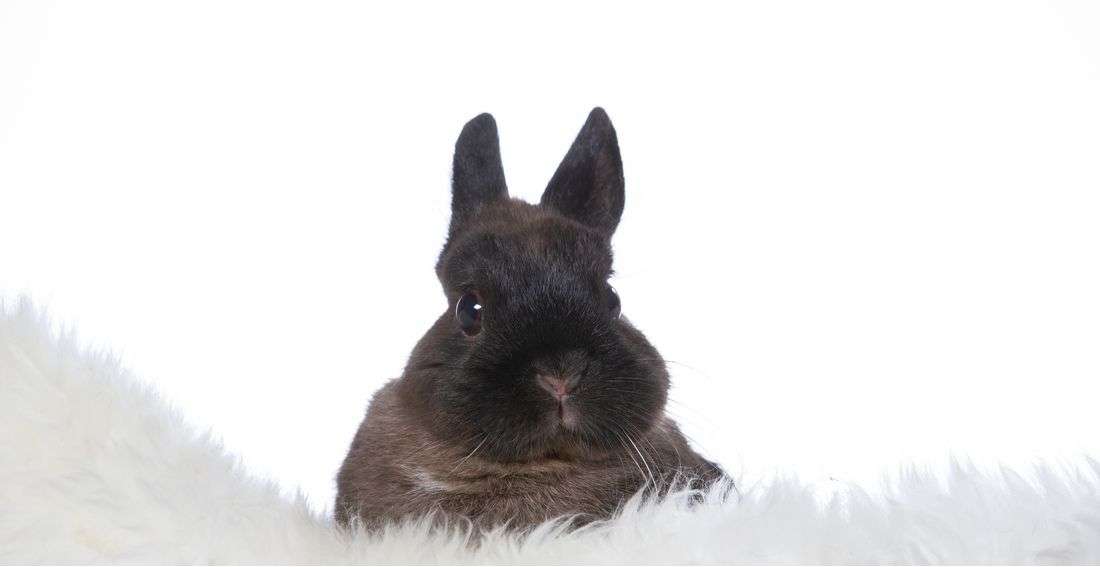 Polish Rabbit