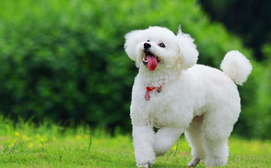 Poodle