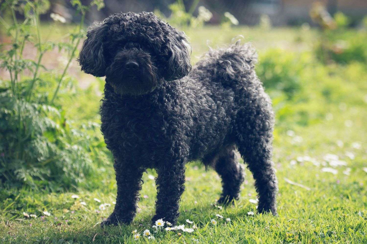 Pumi
