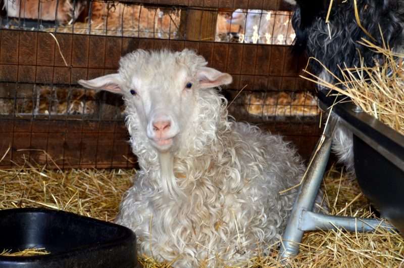 Pygora Goat