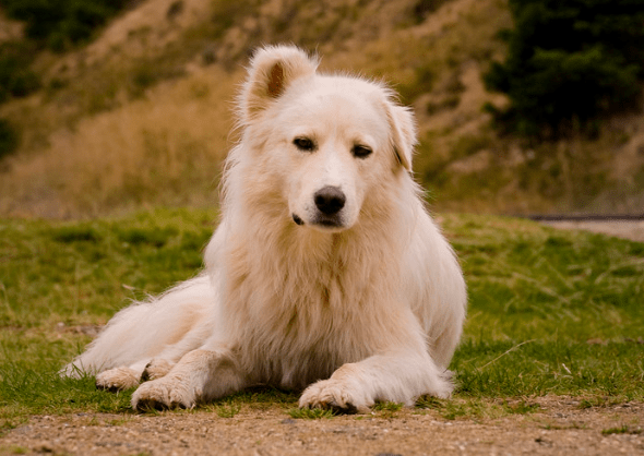 Romanian Carpathian Shepherd