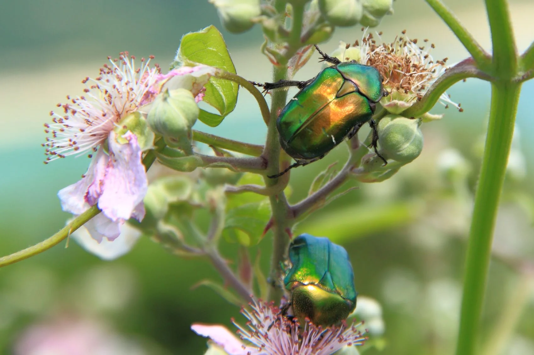 Rosa Chafers Beetle