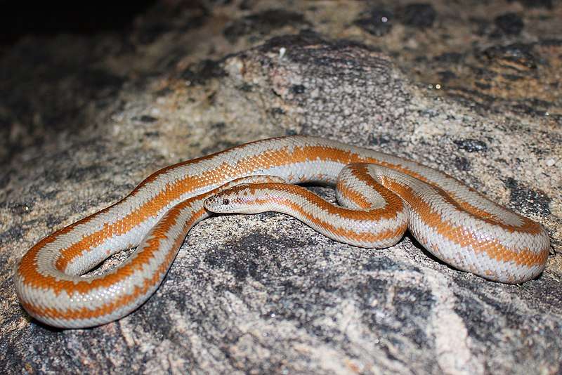 Rosy Boa