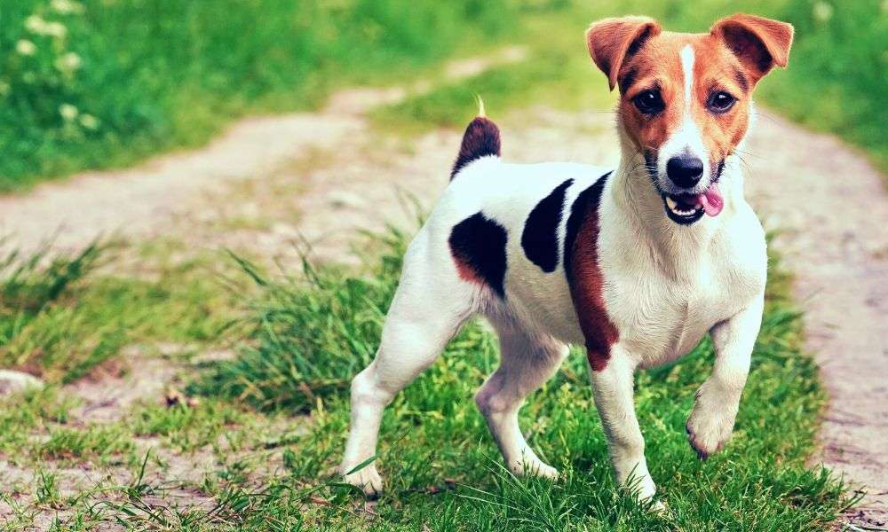 Russell Terrier