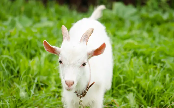 Russian White Goat