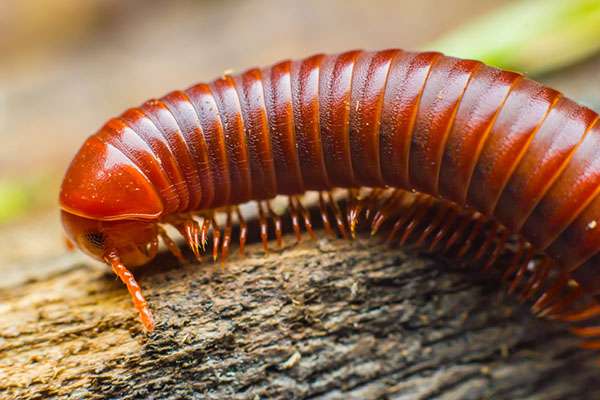 Rusty Milipede