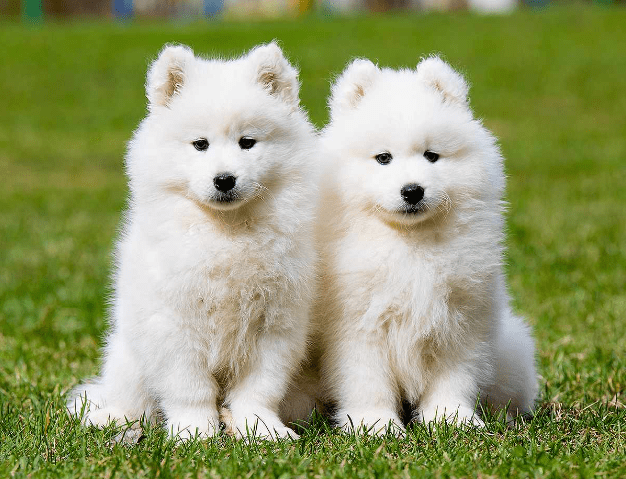 Samoyed