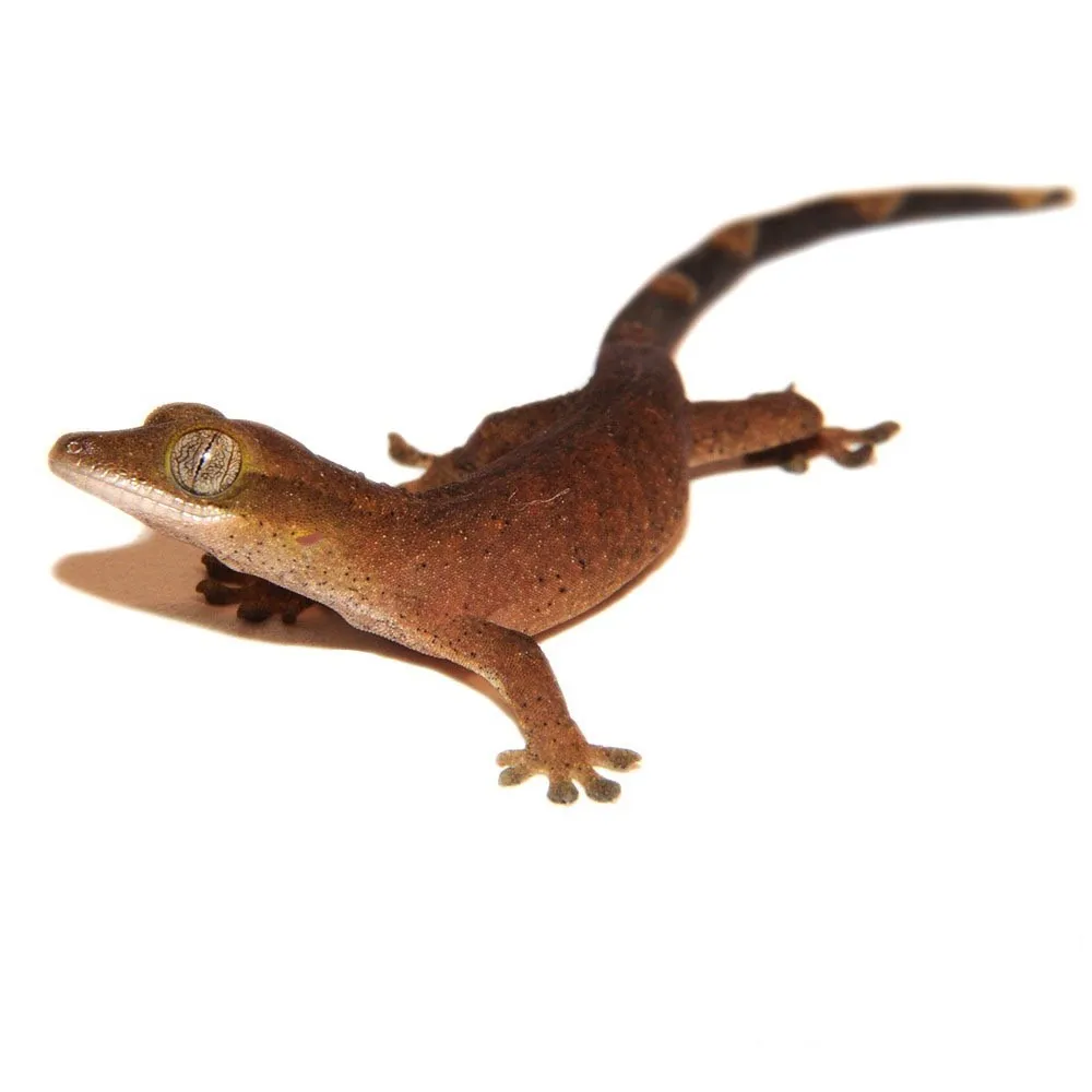 Sarasinorum Gecko