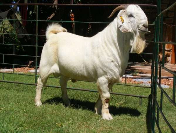 Savanna Goat