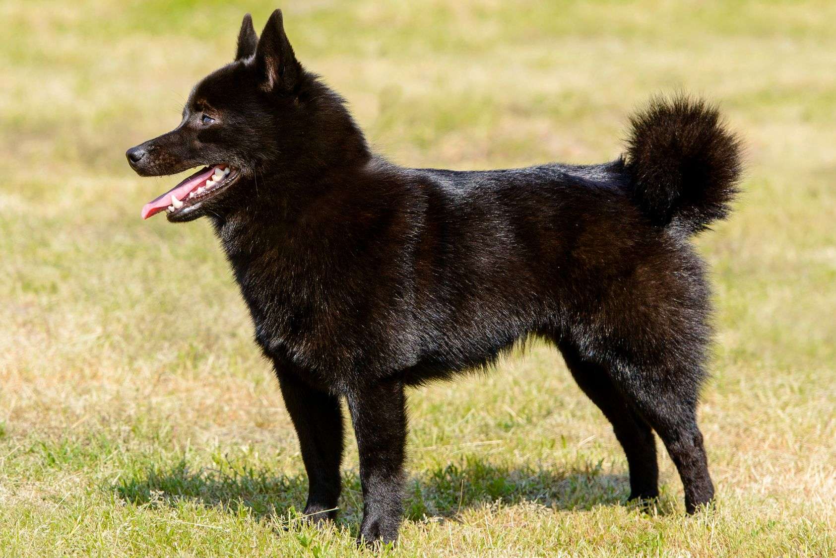 Schipperke