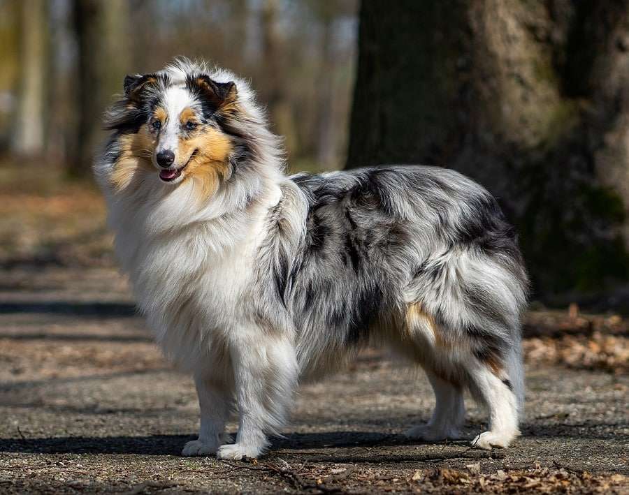 Shetland Sheepdog
