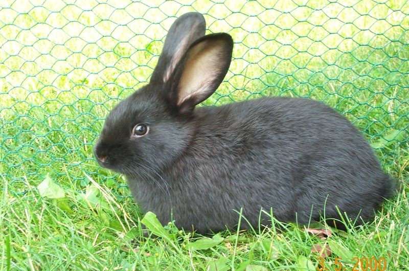 Silver Fox Rabbit