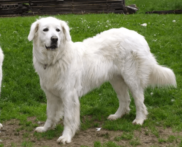 Slovensky Cucav