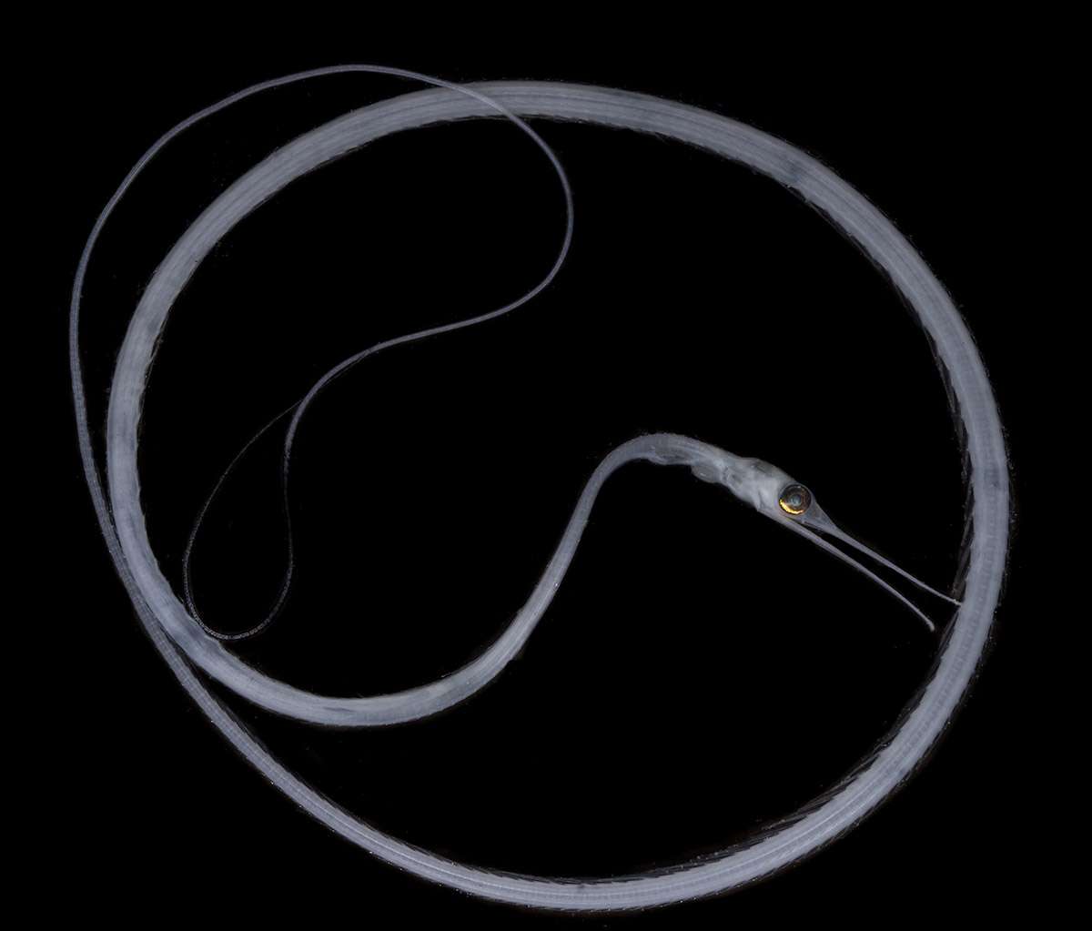 Snipe Eel