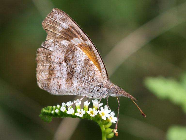 Snout Butterfly
